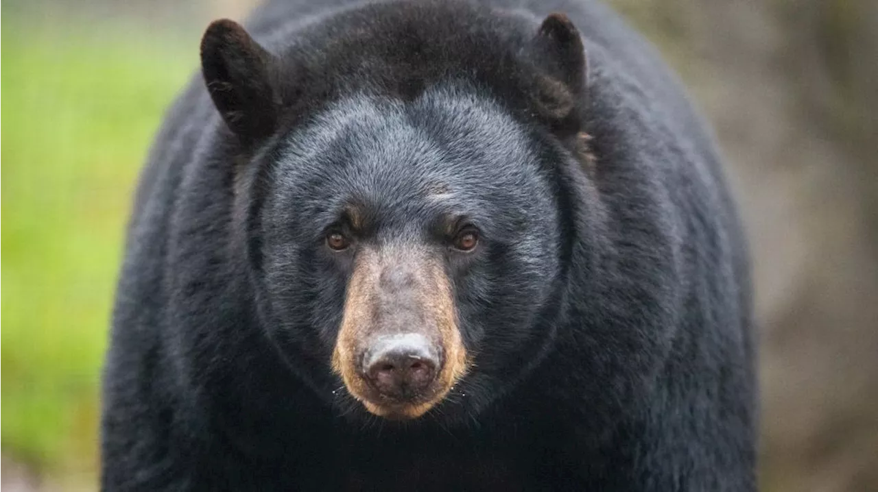 Officials confirm first documented fatal black bear attack in California history