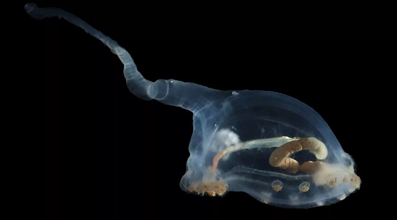 Pink sea pigs, transparent sea cucumbers discovered in area targeted by deep-sea miners