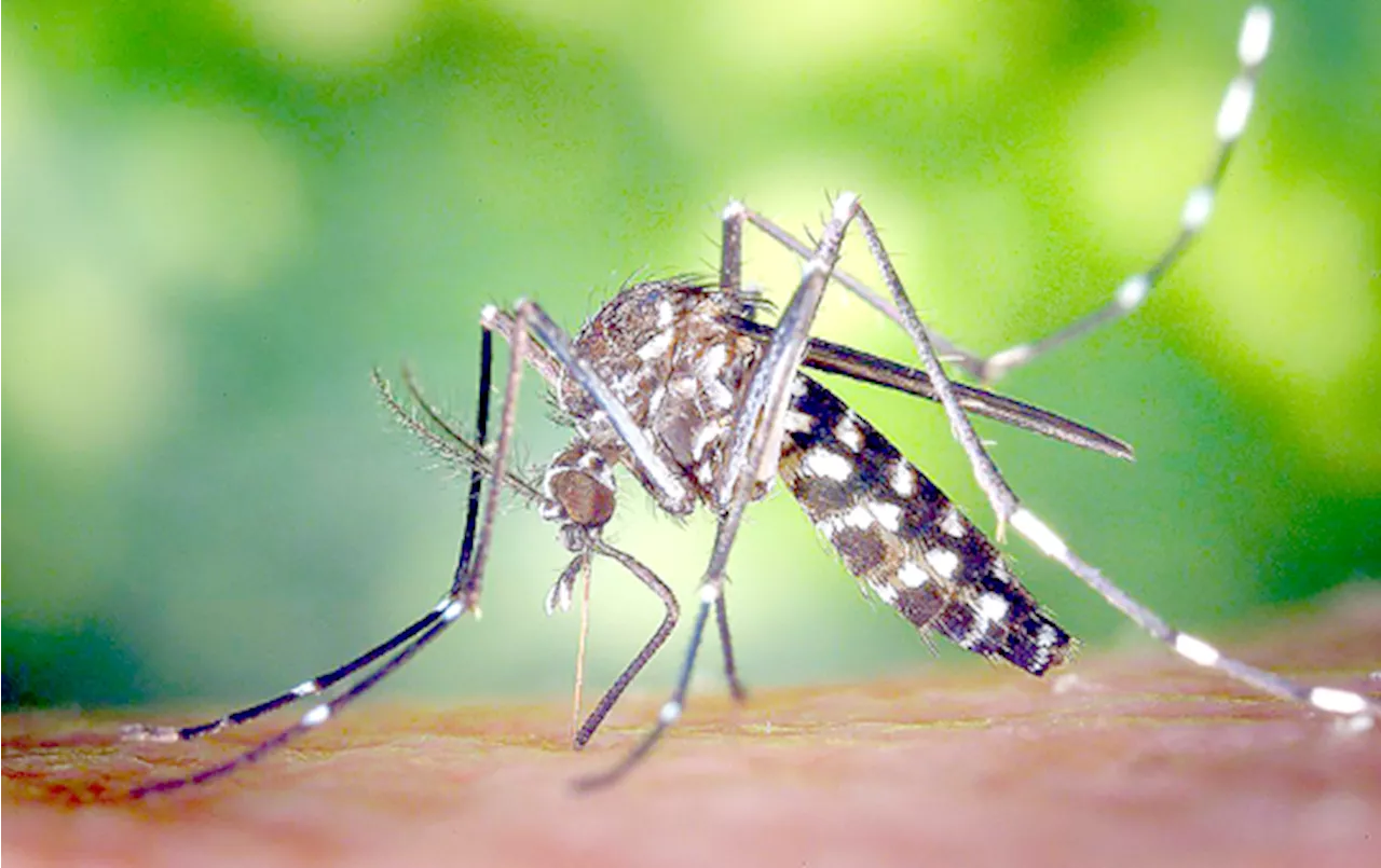 Iloilo province registers over 1,000 dengue cases; Iloilo City sees 6.9% decline