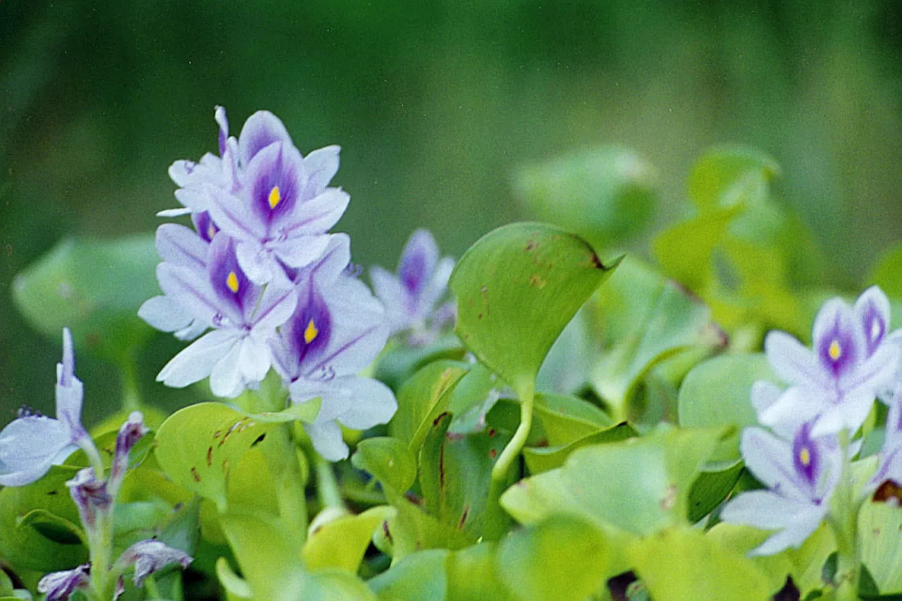 California Reservoirs Threatened by 'Terrible' Swamp Plant