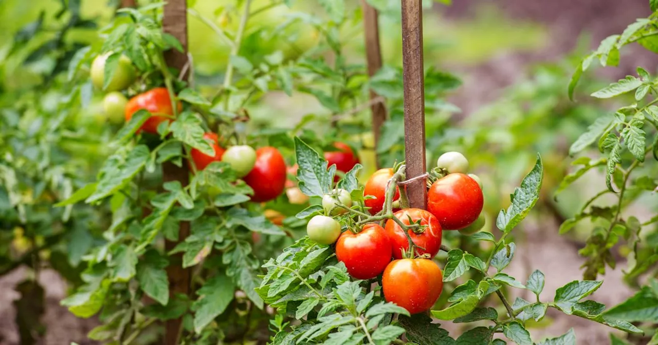 Gardener's egg trick for boosting tomato yield divides opinion