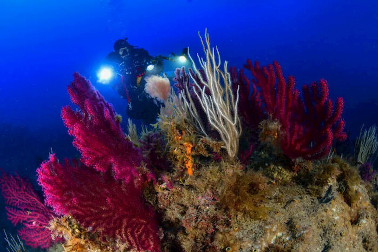 Mediterraneo 'bollente', nel 2023 temperature record