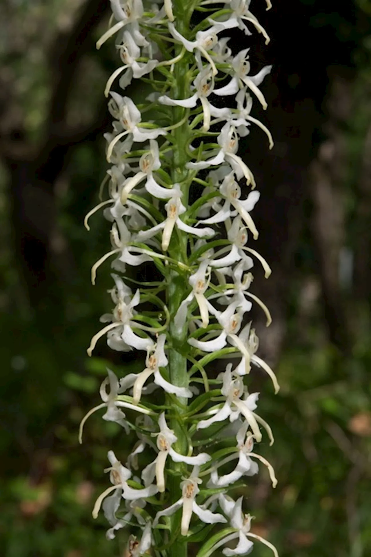 Un recinto sta salvando rare orchidee spontanee della Sardegna