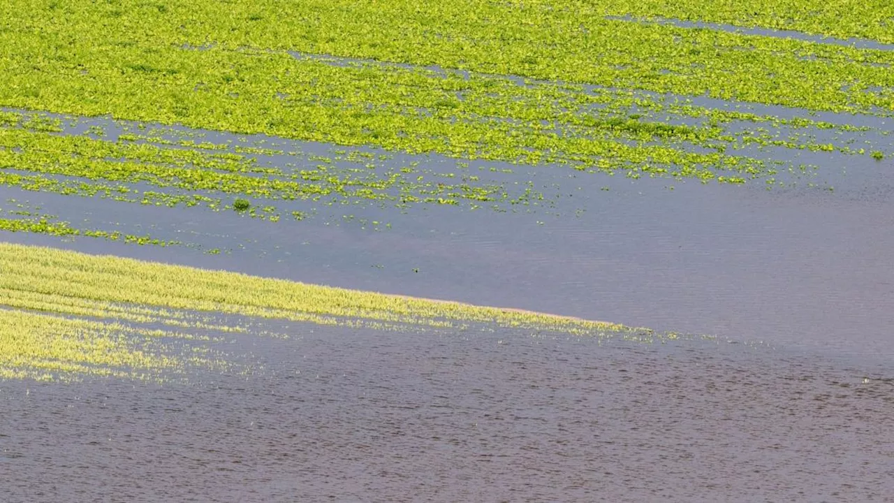 Hochwasser vernichtet die Ernte vieler Höfe