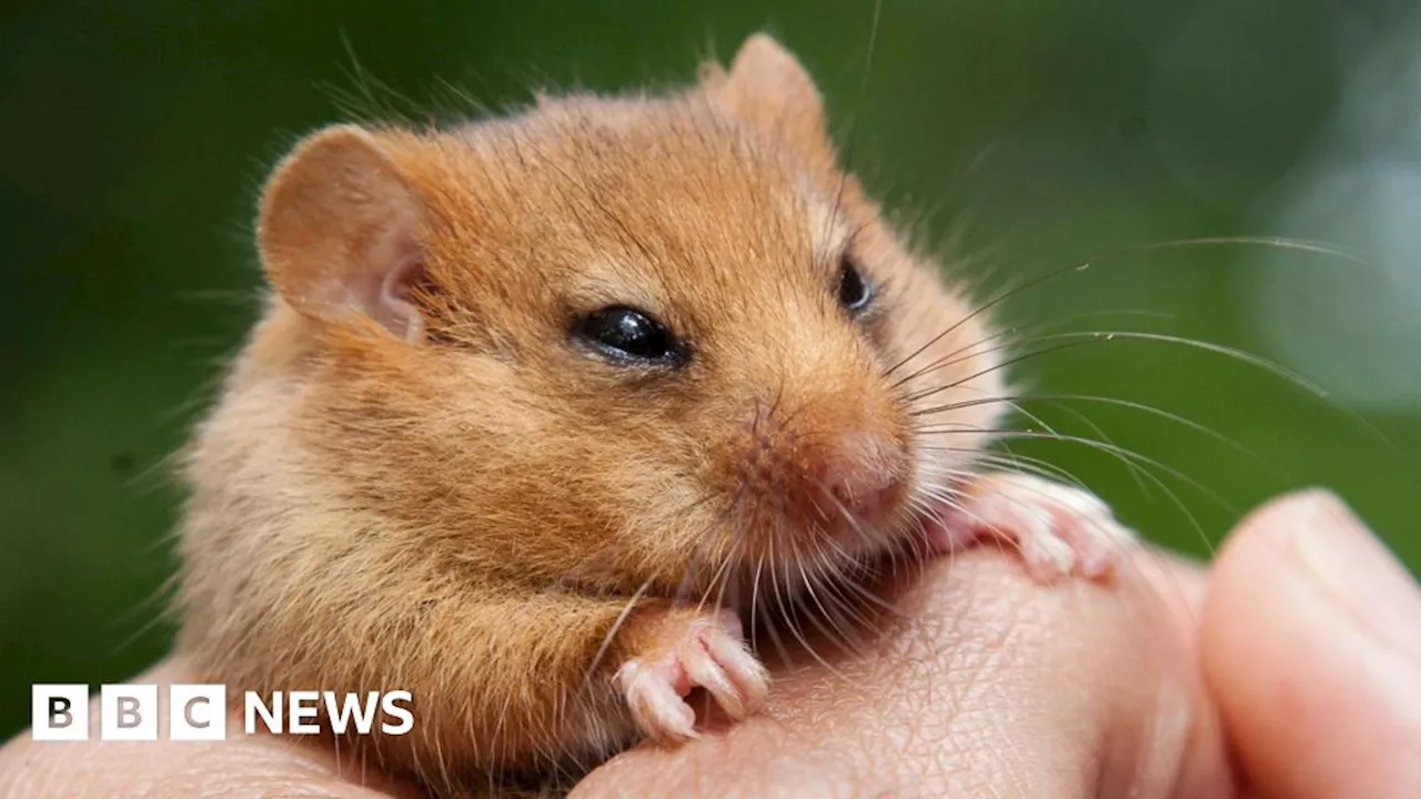 New Bedfordshire dormice to bolster 'species on the brink'