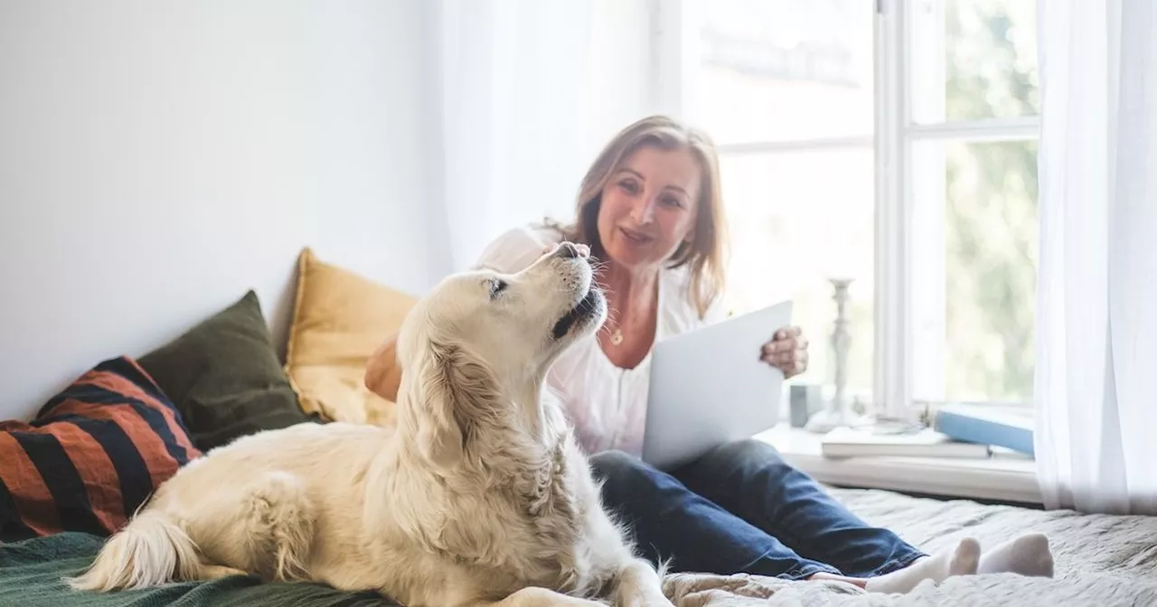 'Wuff, das find ich gut': Diese Anwendung versteht, was dein Hund dir sagen möchte