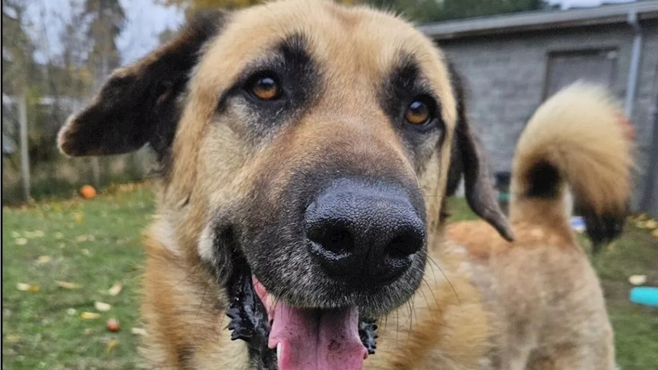 Dog who spent nearly 1 year at Comox SPCA finally adopted