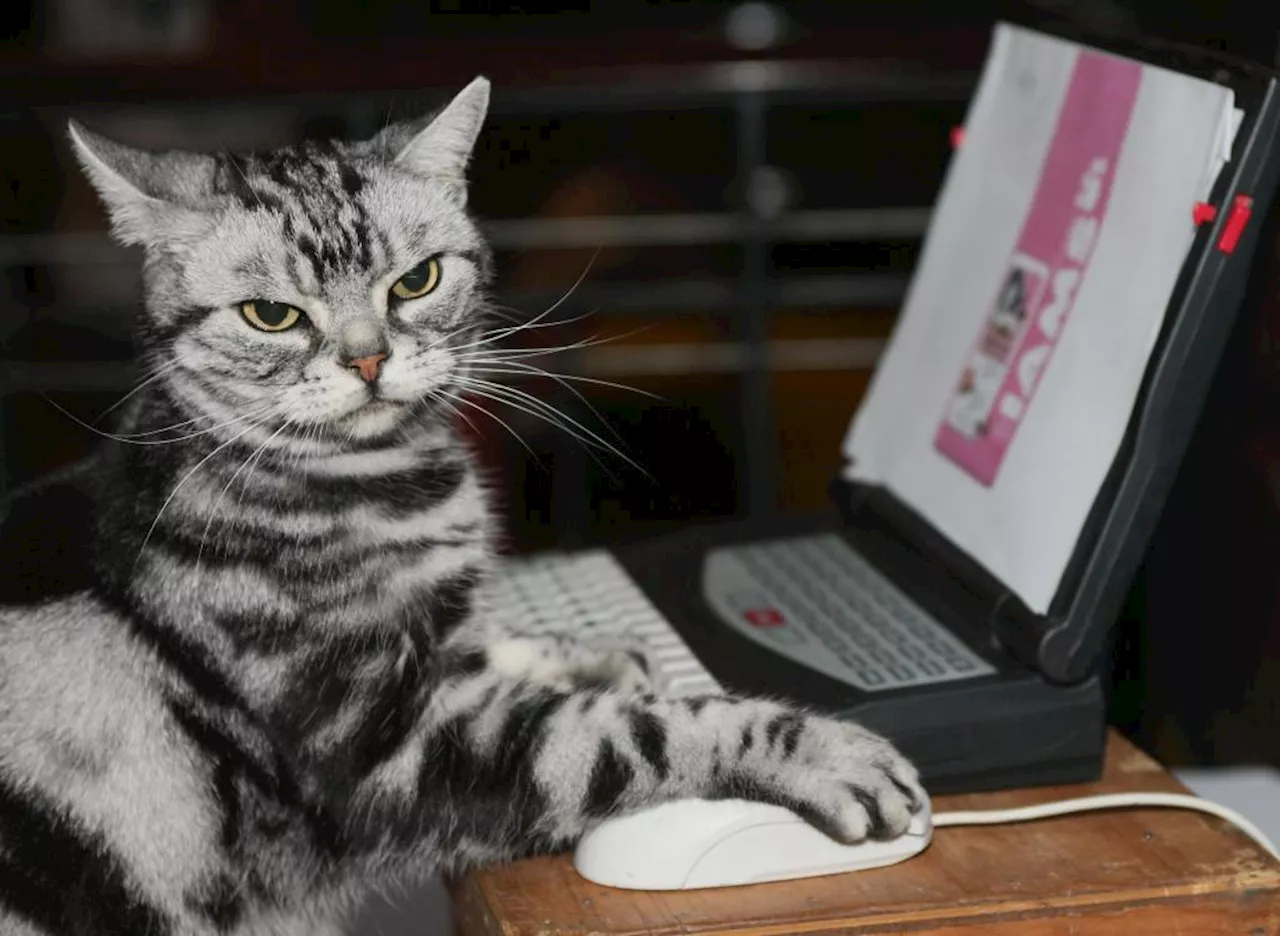 Peter H. Schwartz: I’ve learned that it may be best to email like a cat