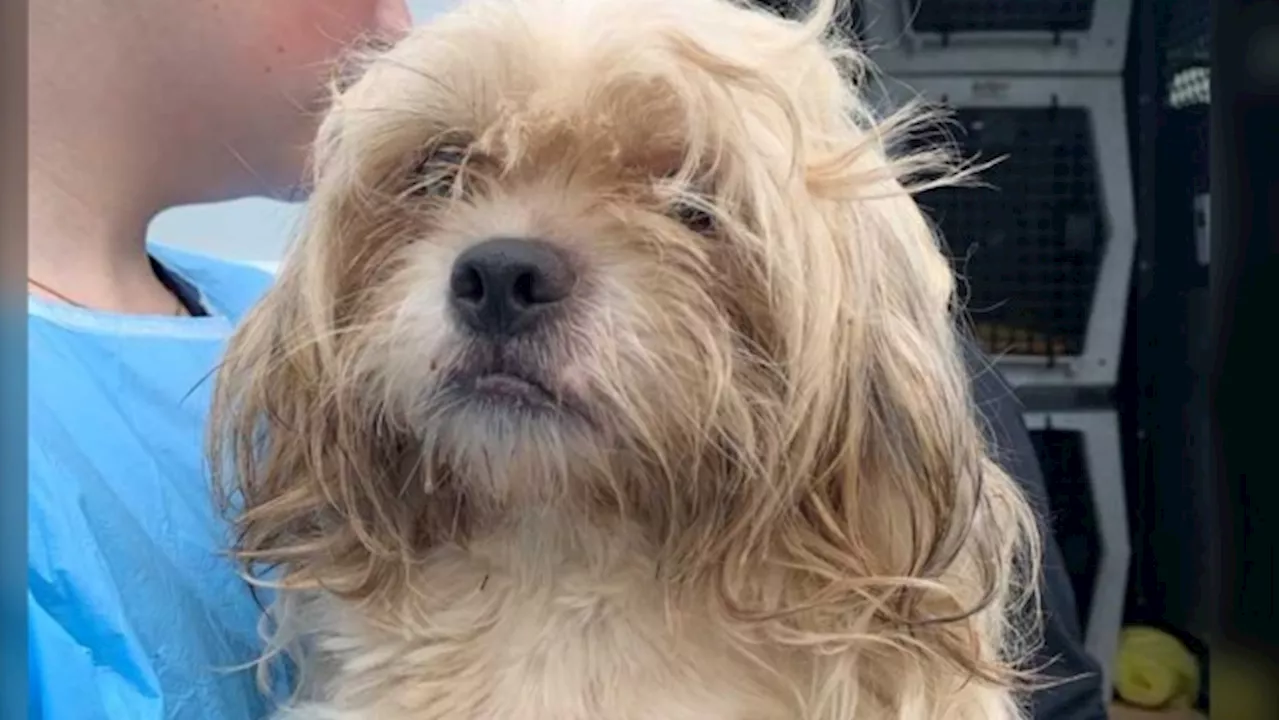 Ontario animal welfare agency seeks donations after taking in 12 Shih Tzu dogs