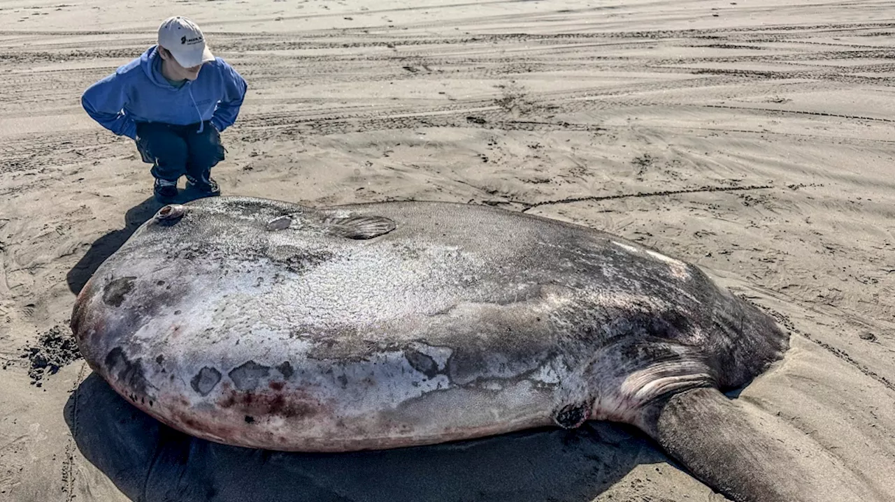 Rare 7-foot fish washed ashore on Oregon's coast garners worldwide attention