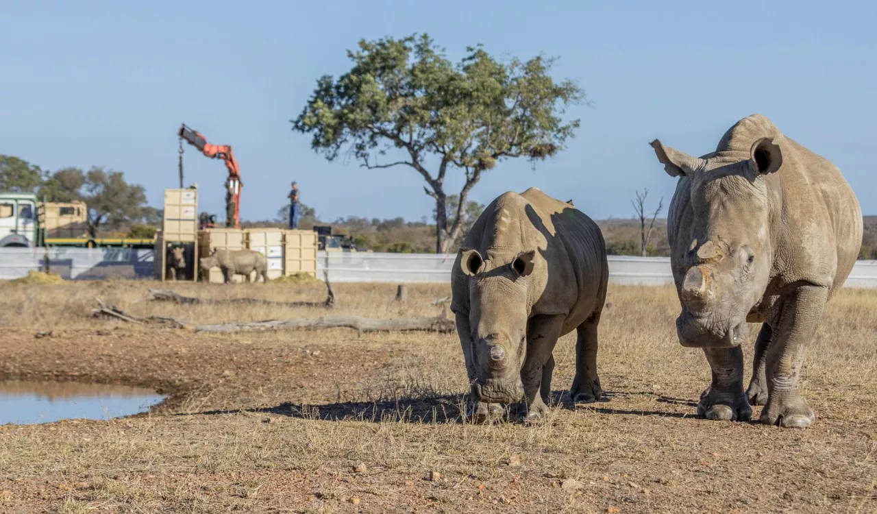 Historic rewilding of 120 rhinos into the Greater Kruger National Park area