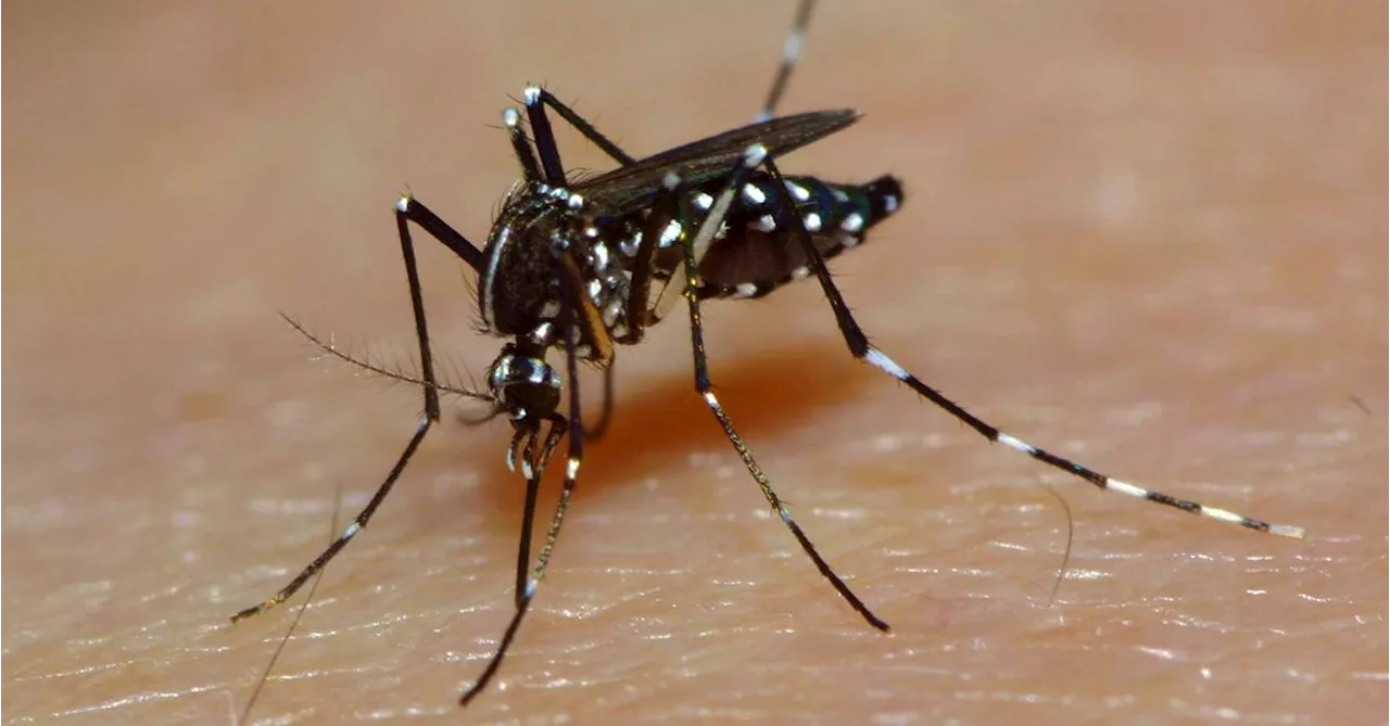 WHO alarmiert wegen hoher Zahl an Dengue-Fällen – auch in Österreich mehr Fälle