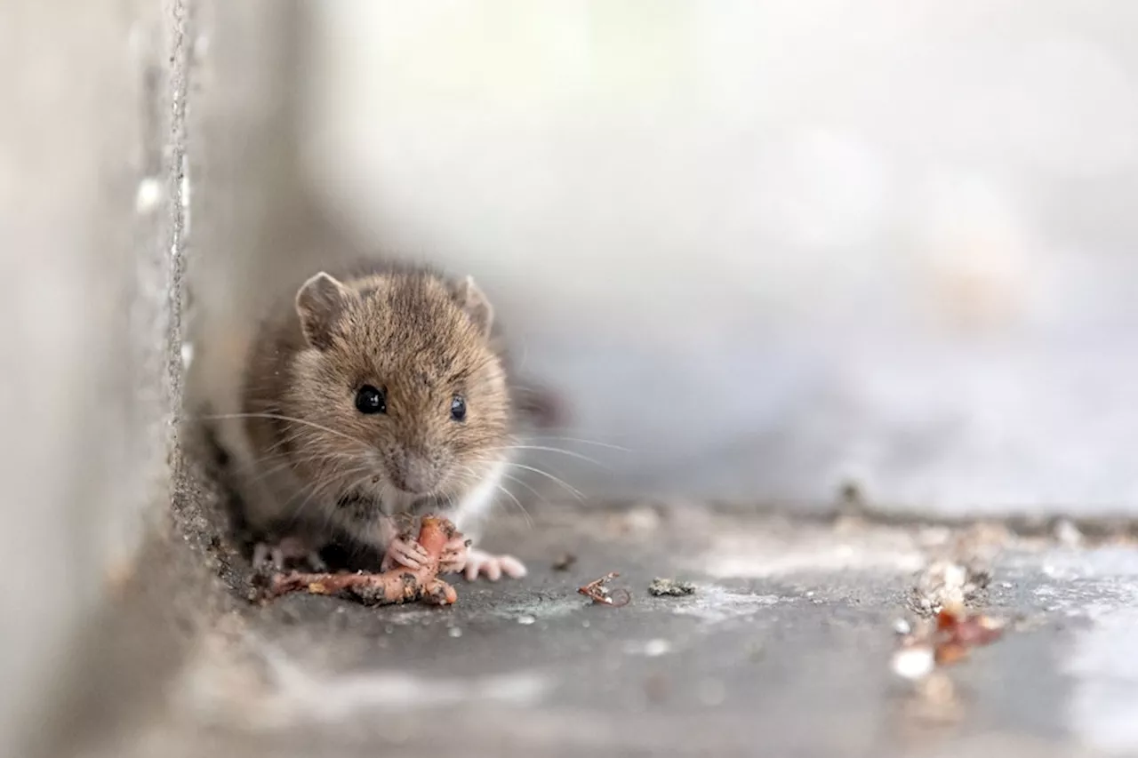 Maus bei Rewe: Darum wird die Kölner Filiale nicht geschlossen