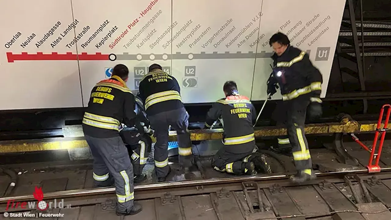 Wien: Feuerwehr rettet Katze aus Gleisbereich der U-Bahnstation Südtiroler Platz