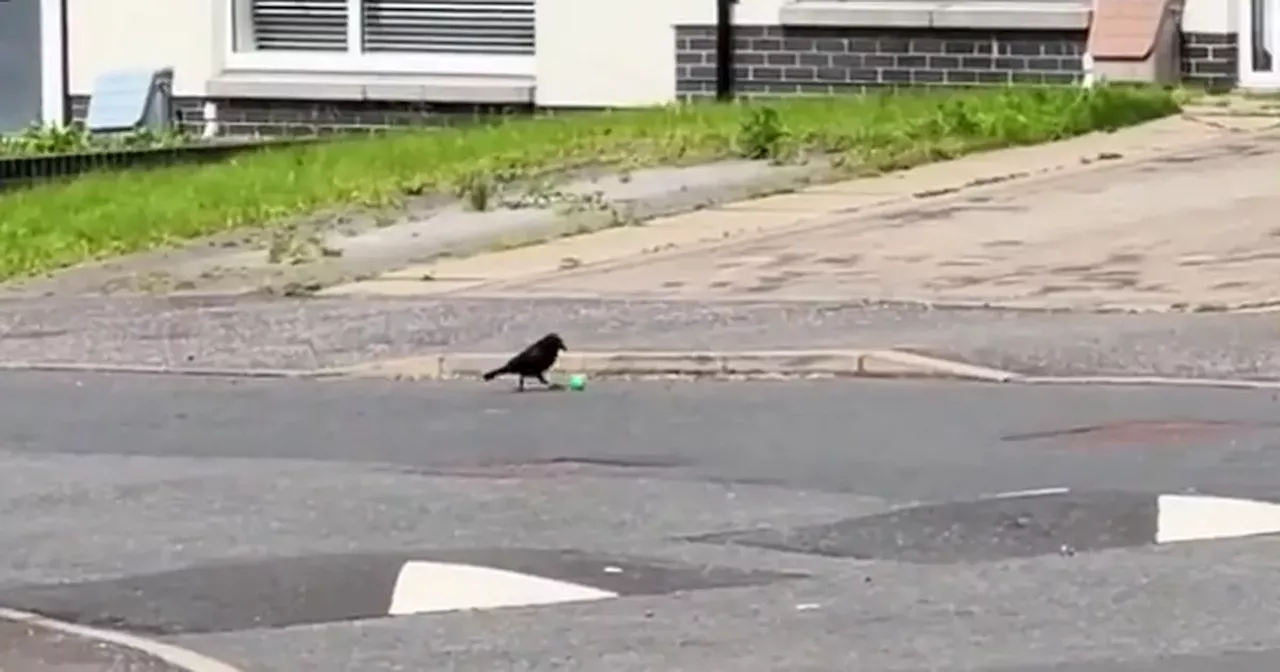 Glasgow crow filmed playing footie in 'preparation for the Euros' in viral video