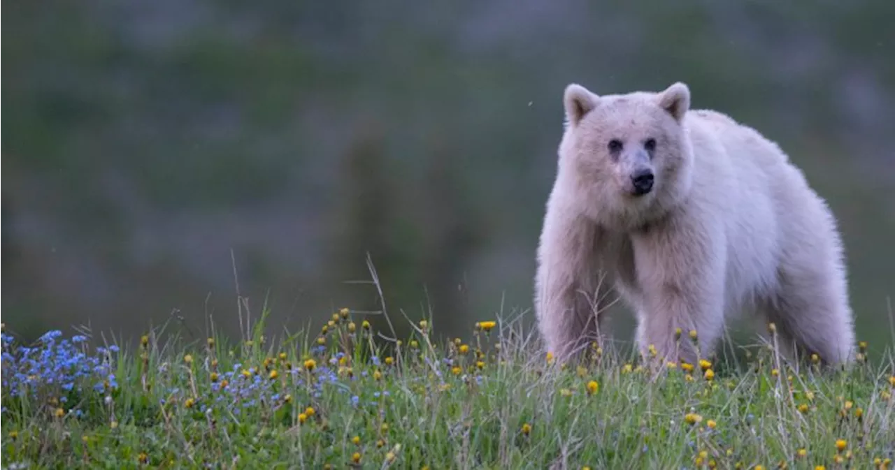 Cubs of white grizzly bear killed, mother injured in Yoho National Park