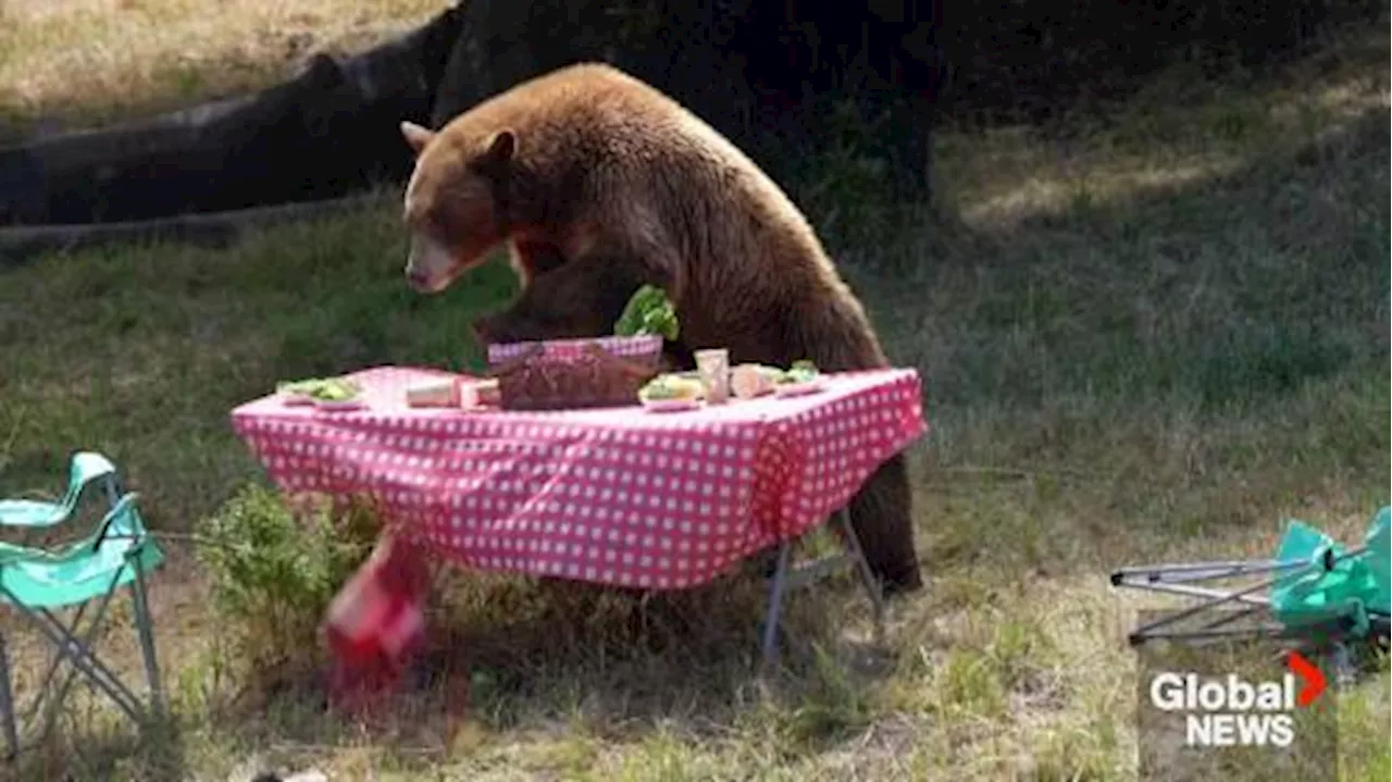 Curious bears take advantage of zoo-provided picnic in outdoor safety PSA