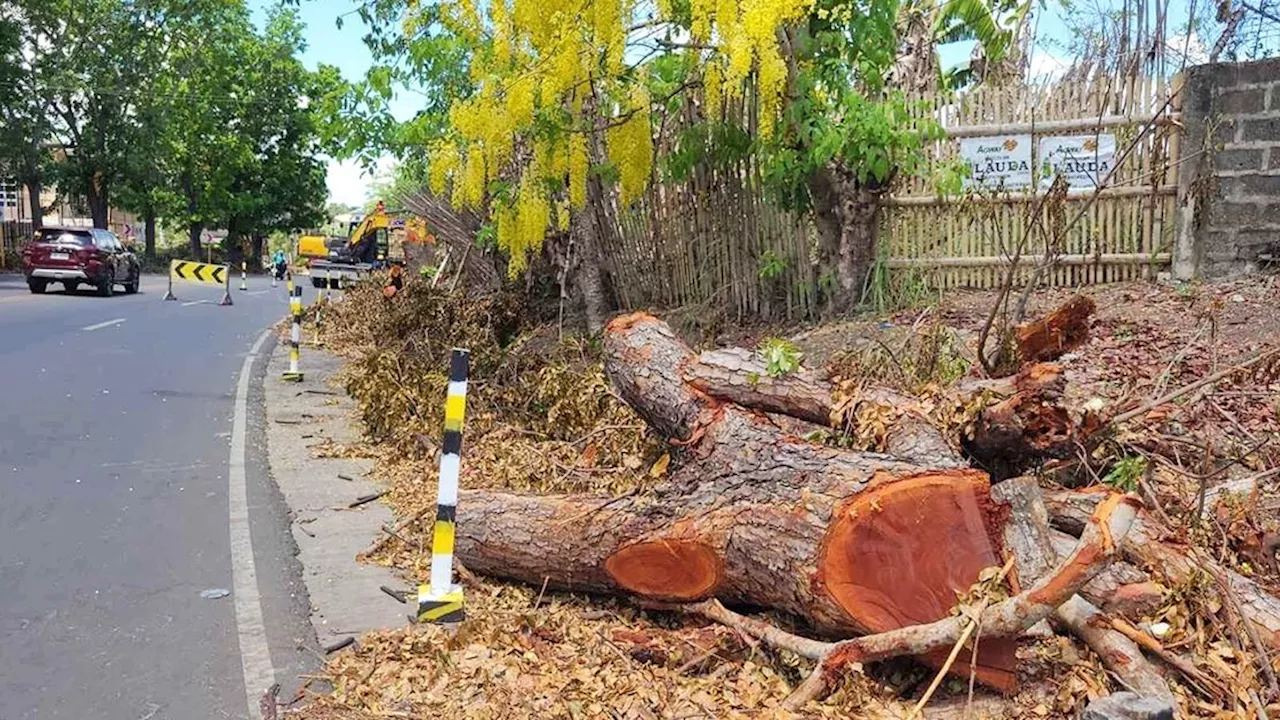 DPWH-10 starts cutting down trees in CDO for road projects