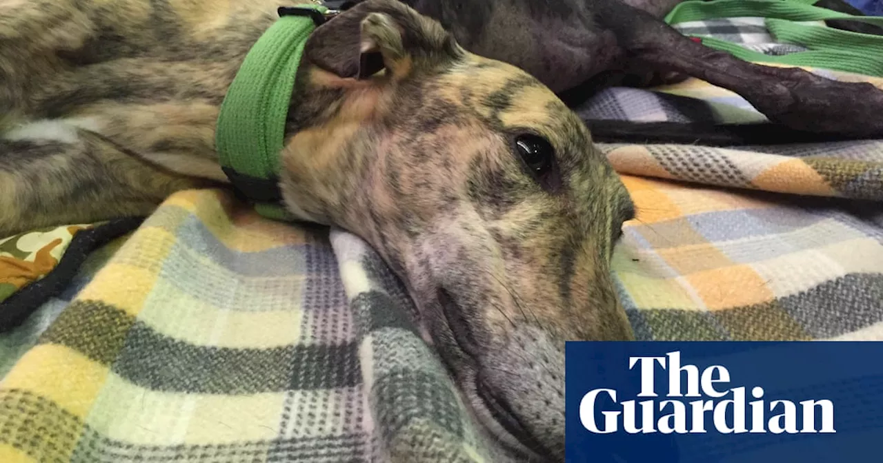 Animal welfare concerns prompt review of NSW rehoming facility for greyhound racing dogs