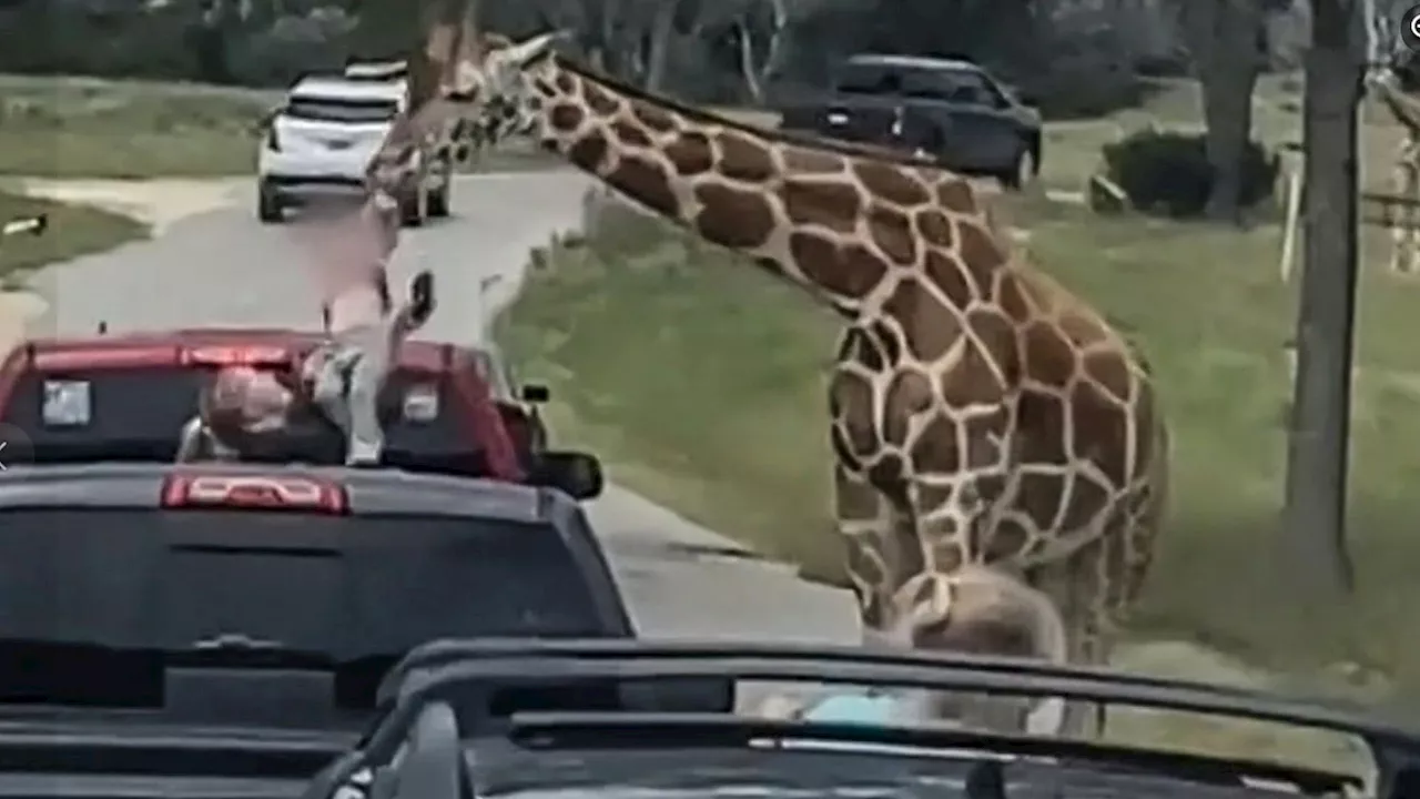 Giraffe zog bei Safari Zweijährige aus dem Auto