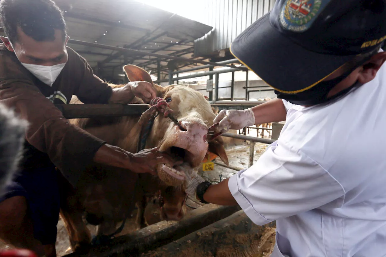 BAZNAS dan LinkAja Syariah Buka Layanan Kurban, Begini Caranya