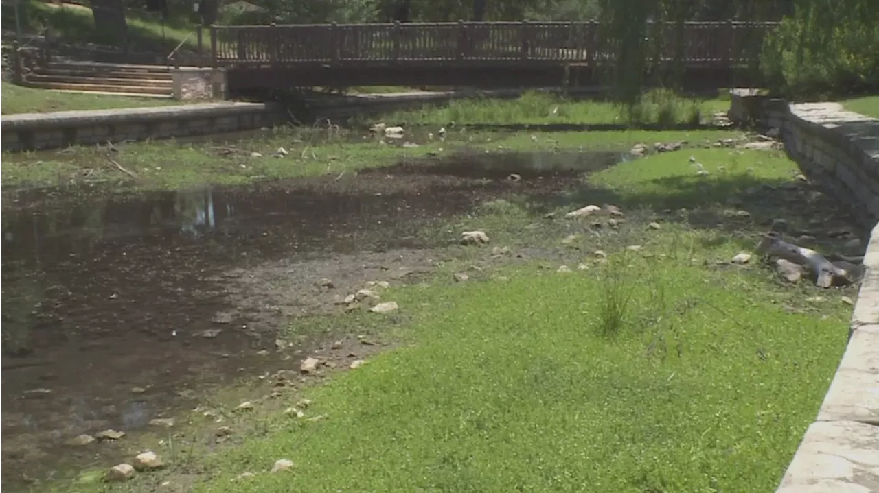 Comal Springs is drying up ahead of summer