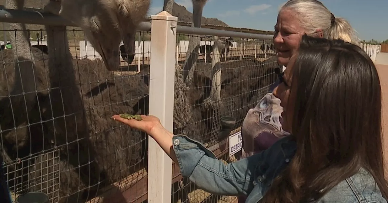 One Tank Trips: Our visit to the Rooster Cogburn Ostrich Ranch