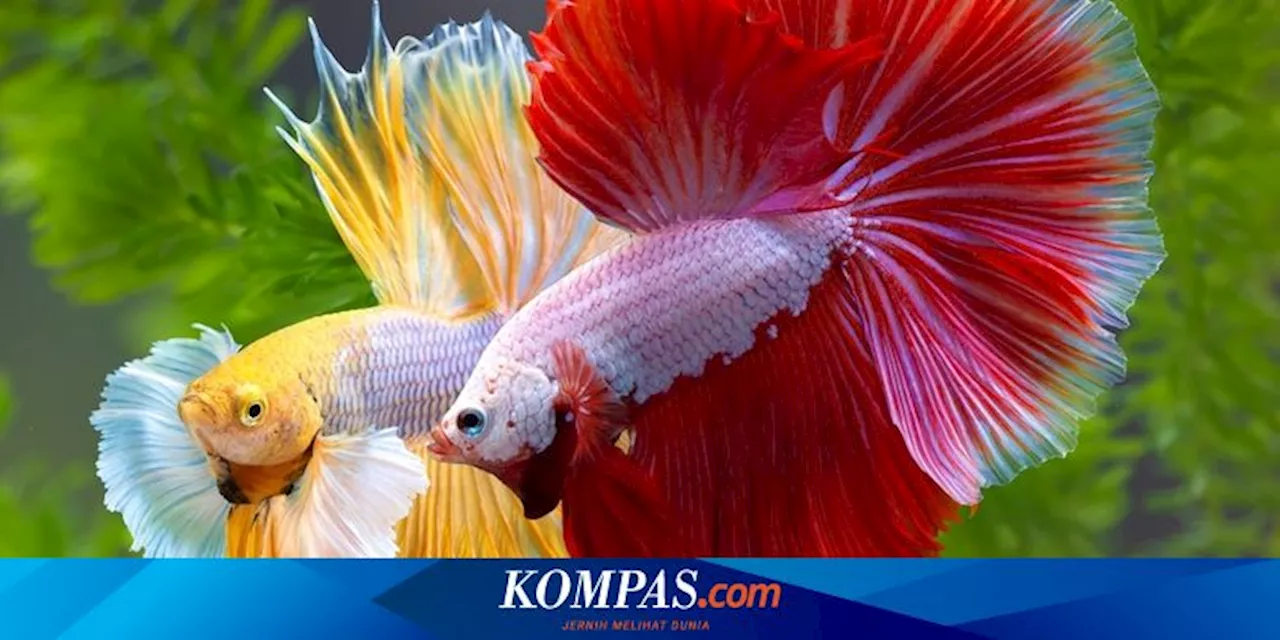 7 Cara Merawat Ikan Hias di Akuarium agar Sehat dan Panjang Umur