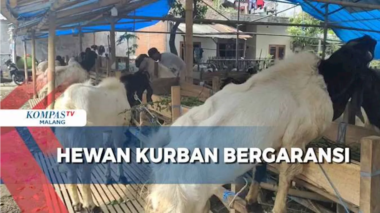 Tarik Pembeli, Pedagang Hewan Kurban Beri Garansi