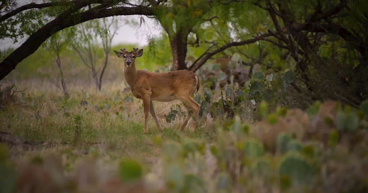 After long court battle, state kills 249 deer exposed to chronic wasting disease