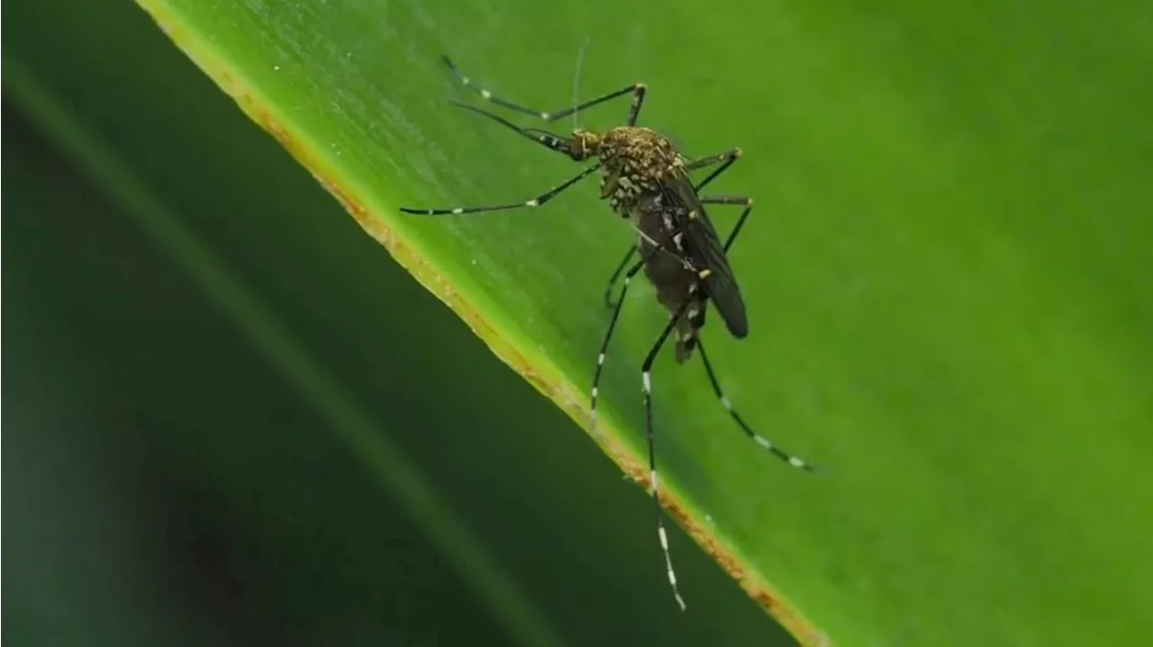 West Nile virus found in Travis County for the second time this year