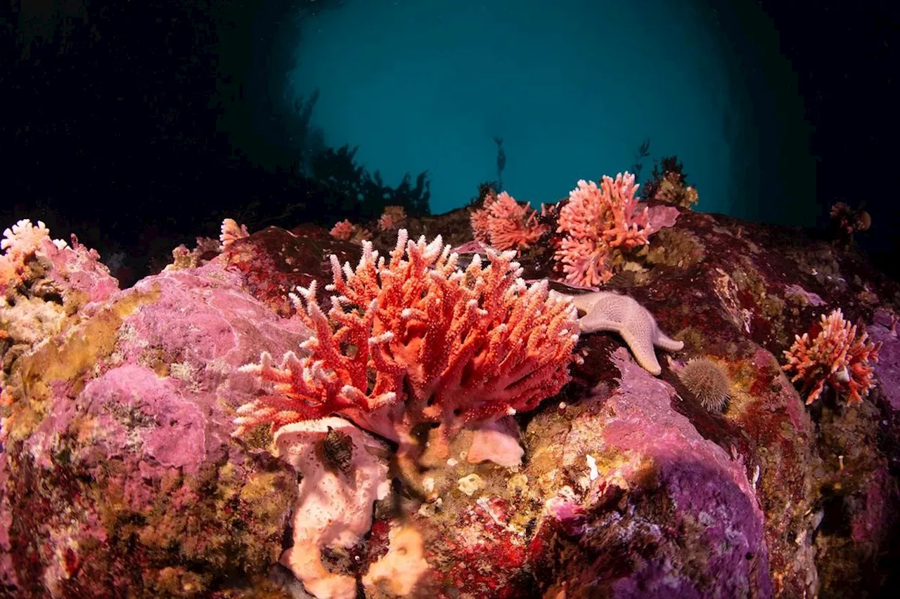 Un corail rouge observé pour la première fois dans des eaux peu profondes de Patagonie
