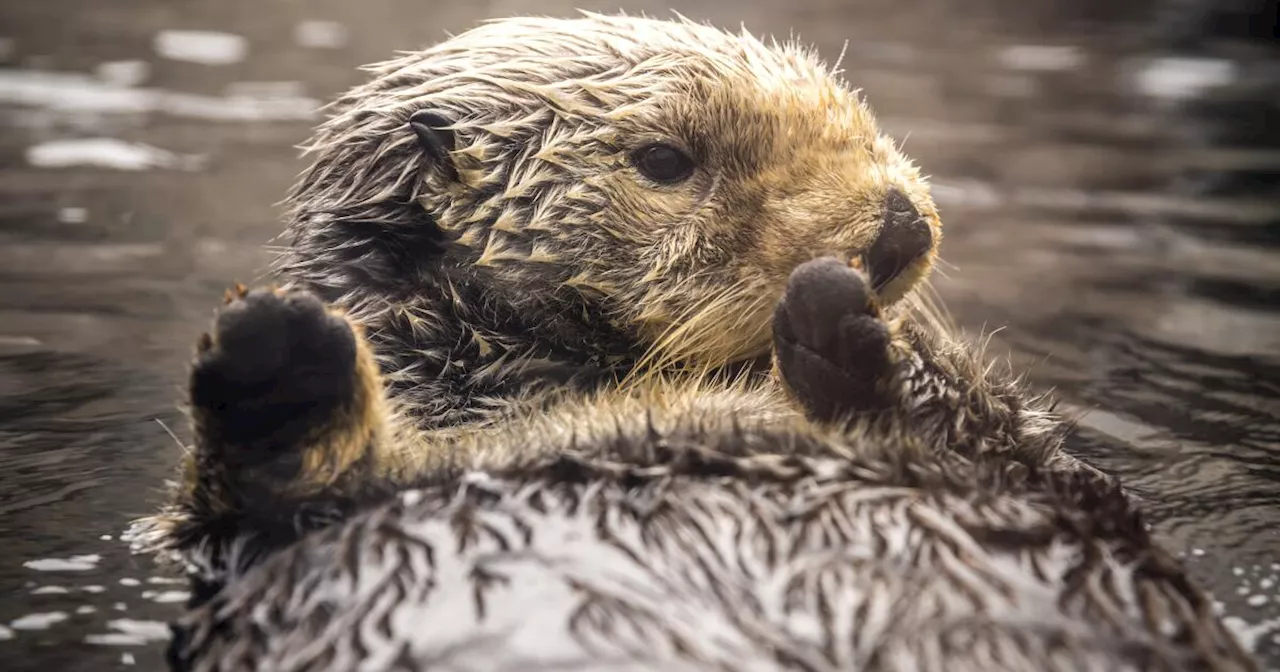 Rosa, Monterey Bay Aquarium's oldest otter and a social media star, dies at 24