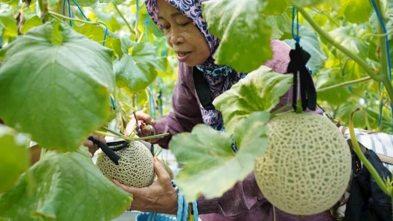 Jenis Melon Premium yang Dibudidayakan di Indonesia, Tidak Perlu Impor