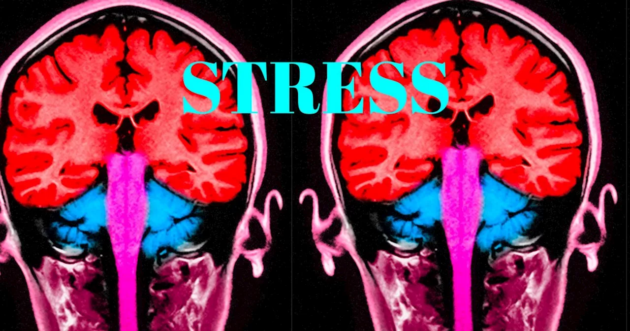 Voici comment le stress grignote petit à petit votre cerveau