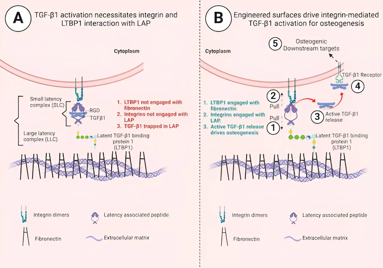 New bioengineering research could improve bone regeneration treatments