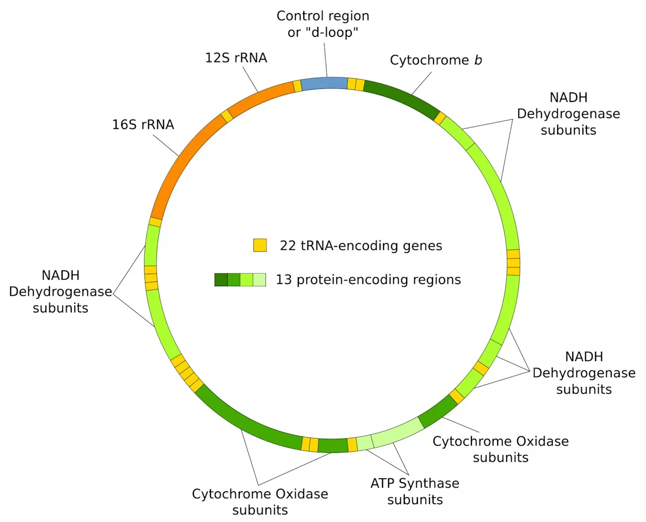 New study sheds light on the rate, nature and transmission of mitochondrial DNA mutations in humans