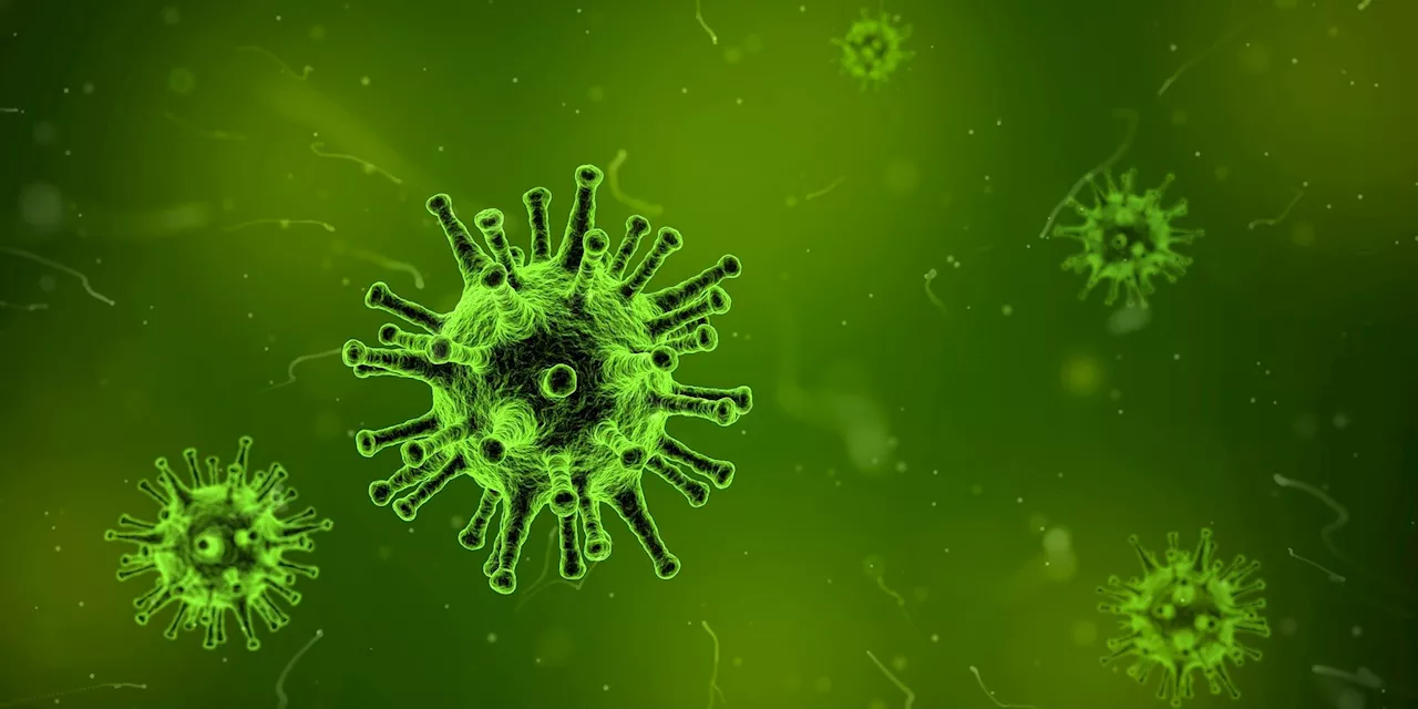 University of South Florida picked as HQ for international virus, pandemic research network