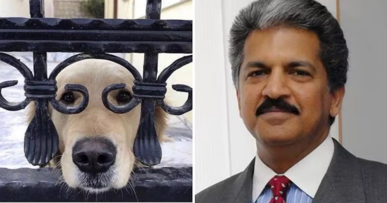 Anand Mahindra Viral Post: इस कुत्ते की फोटो को देख जिसने दिया धांसू कैप्शन, आनंद महिंद्रा ने उसे पता है ईनाम में क्या दिया?