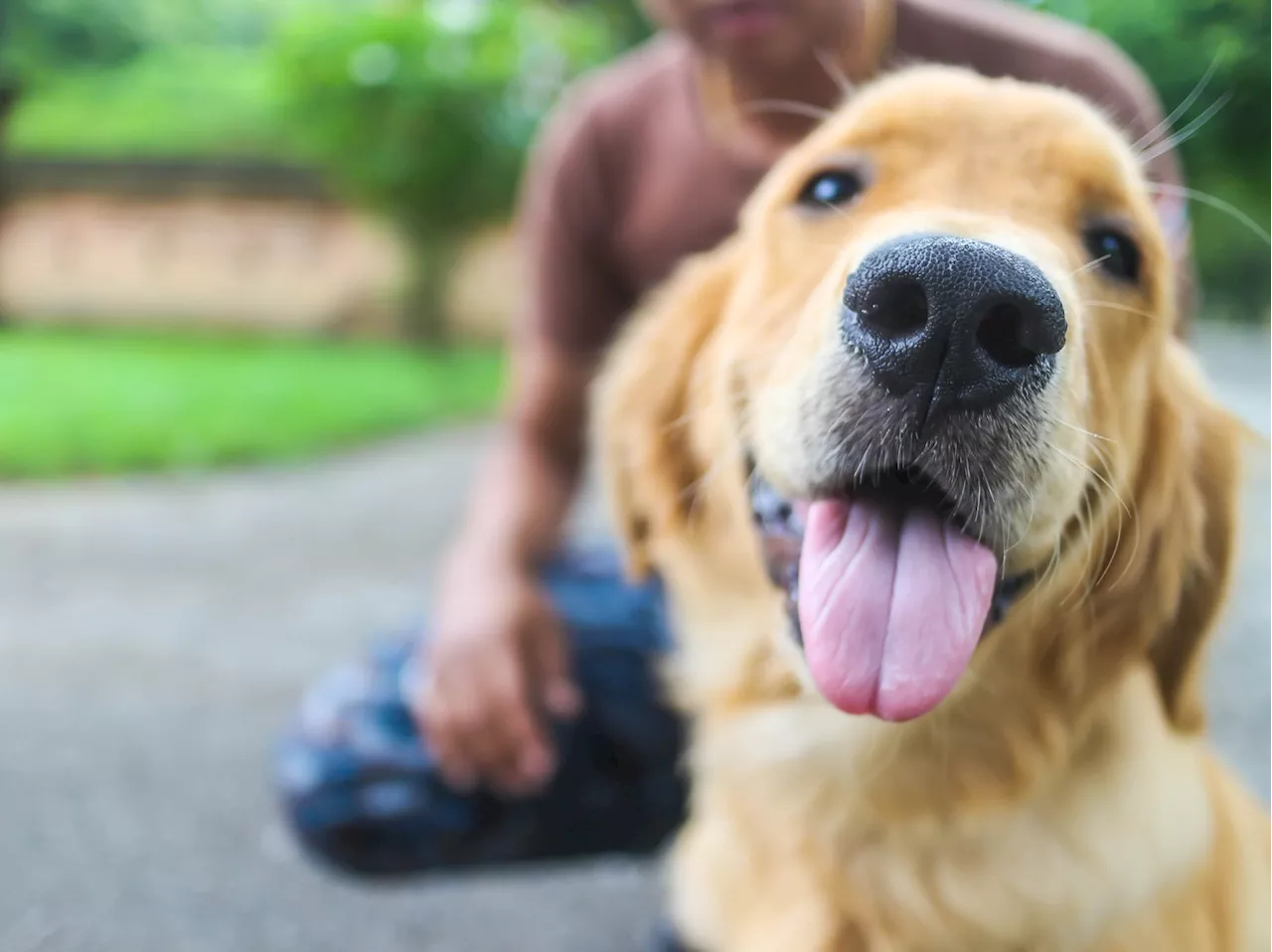 Study finds service dogs reduce PTSD, anxiety, and depression in veterans