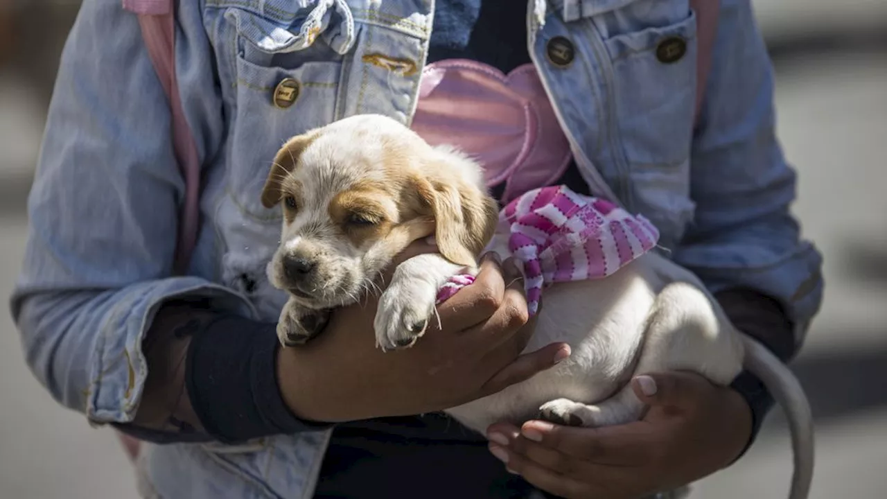 Meer zaken van verwaarloosde honden en katten: geen tijd of geld meer