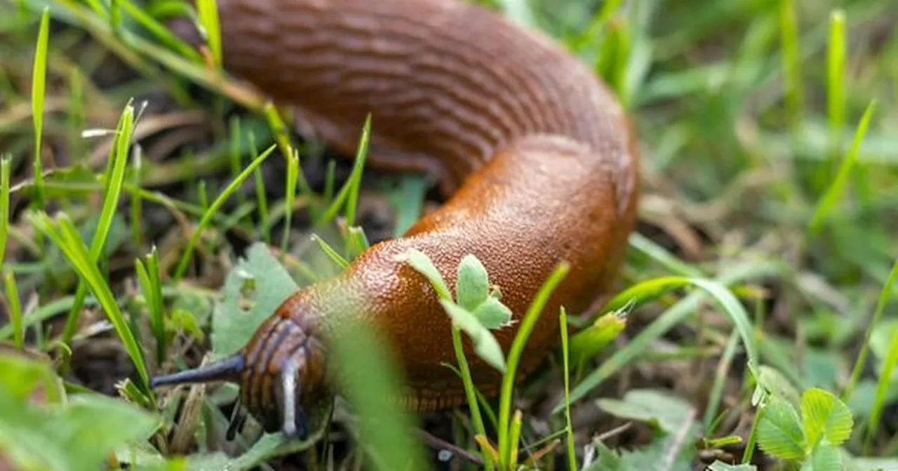 'Best ever' gardening hack gets rid of slugs and snails
