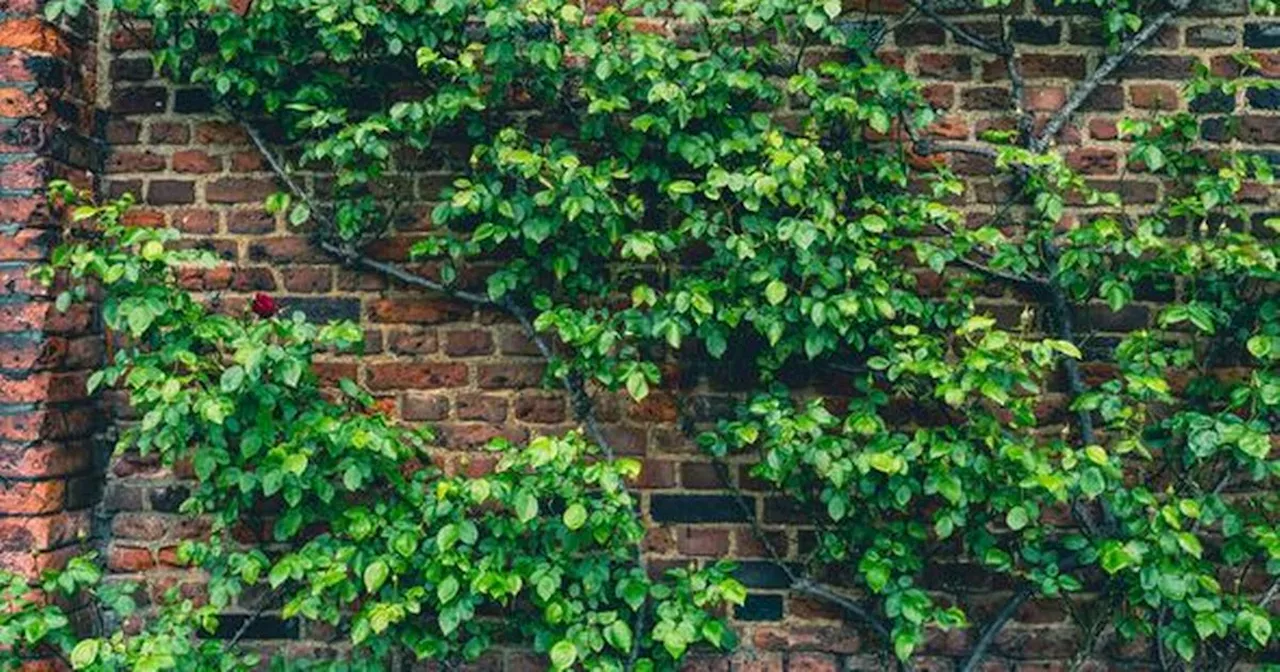 Gardening expert shares three simple ways to kill English ivy