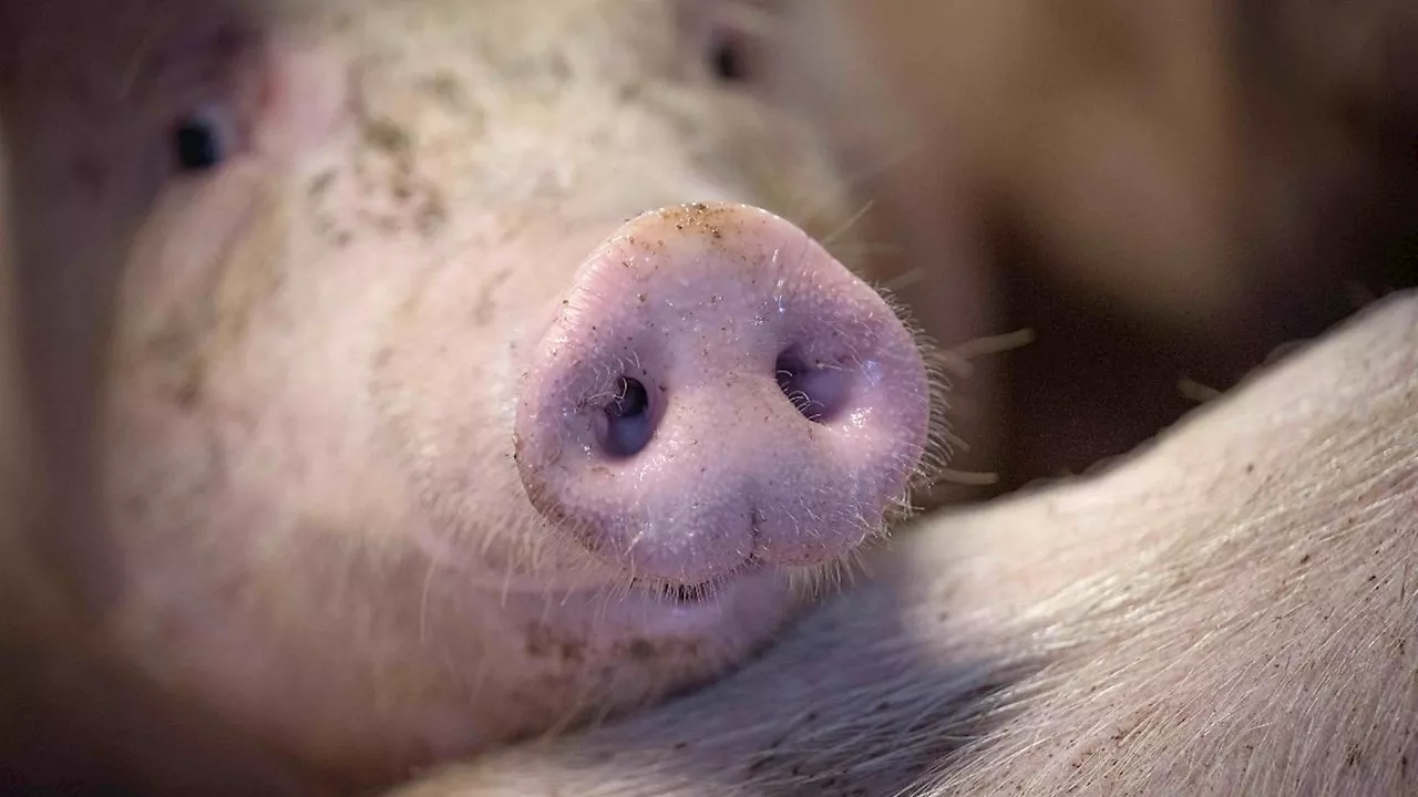 Sachsen-Anhalt: Schlachthof in Weißenfels von Schweinepest betroffen