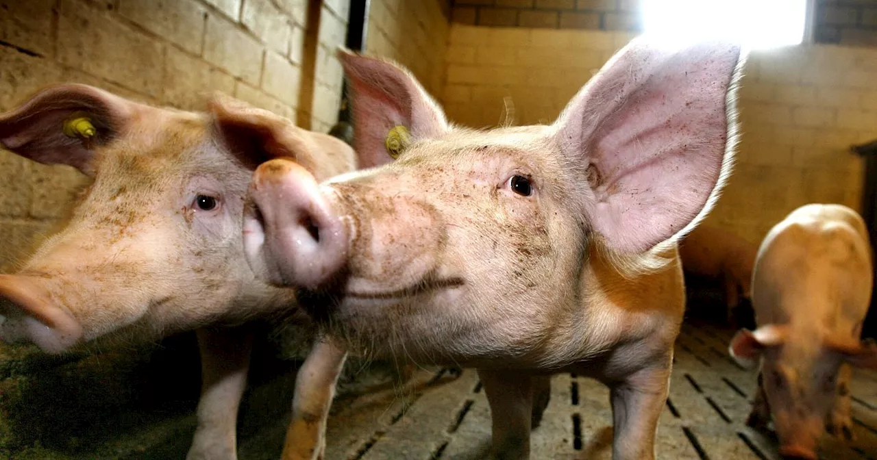 Afrikanische Schweinepest: Tönnies stoppt Schlachtung an zwei Standorten