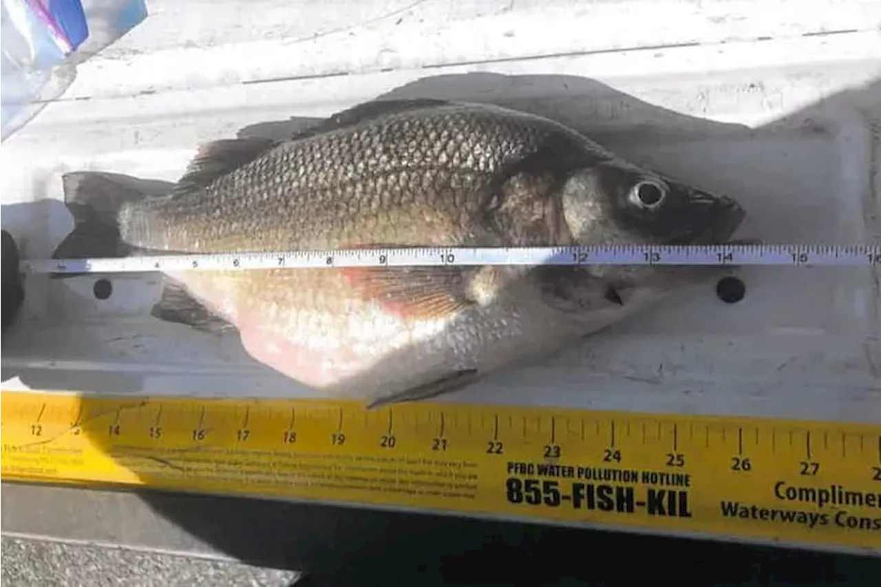 This white perch caught in Delaware River might seem small, but it’s a Pa. record