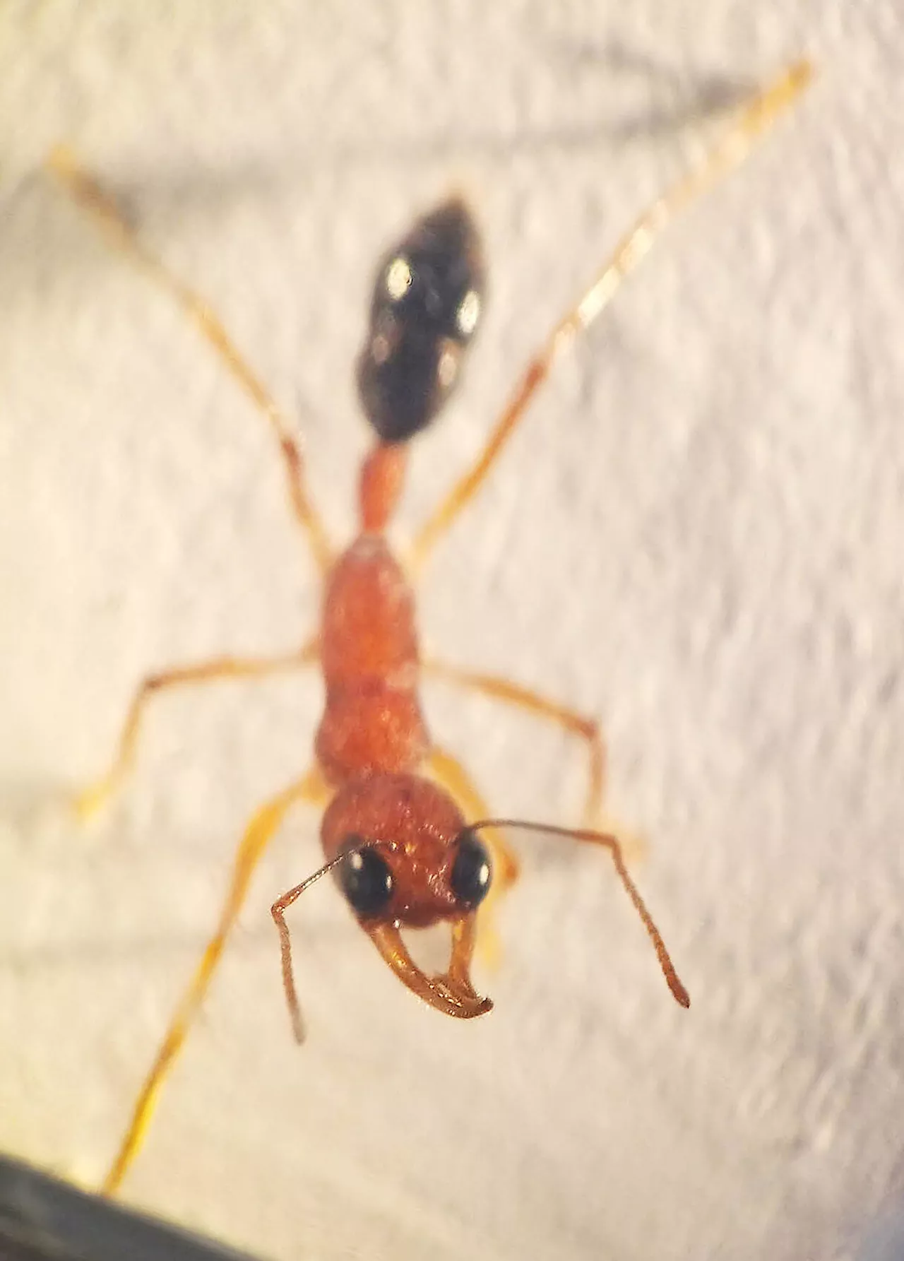 A protein that enables smell in ants—and stops cell death