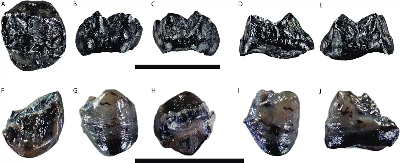 First ever report of two ancient ape species cohabiting in Miocene Europe 11 million years ago