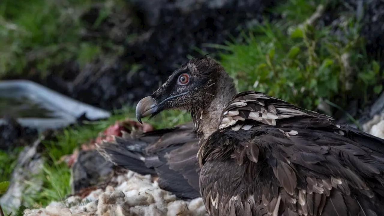 Drei junge Bartgeier im Kanton Obwalden ausgewildert