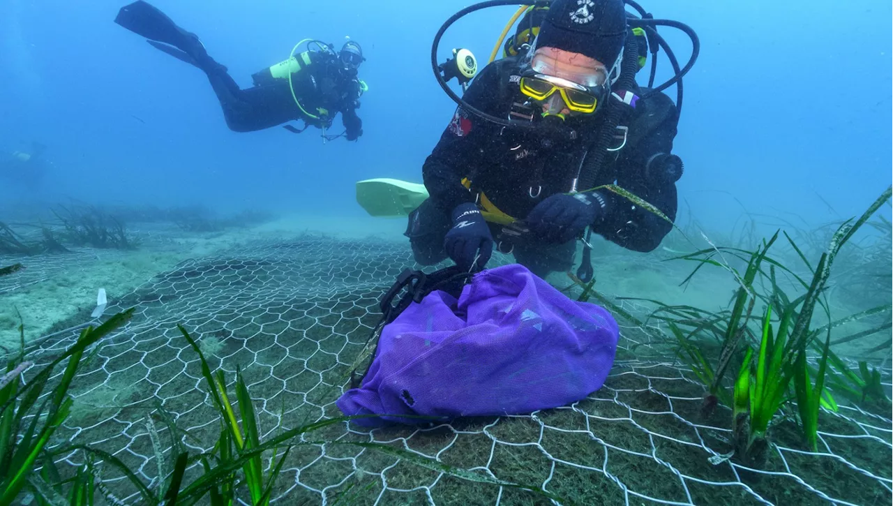 Una stuoia verde per salvare la posidonia, oro blu del Mediterraneo